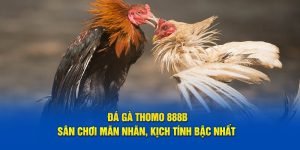 Đá gà thomo 888b